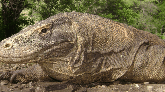 Lorem ipsum-Komodo Labuan Bajo Flores